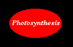 Photosynthesis experiment