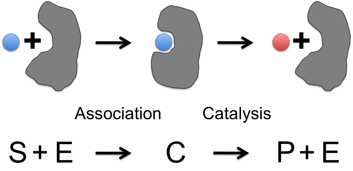 cartoon of an enzyme reaction